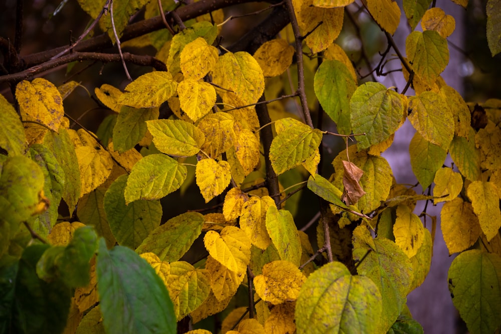 a group of leaves