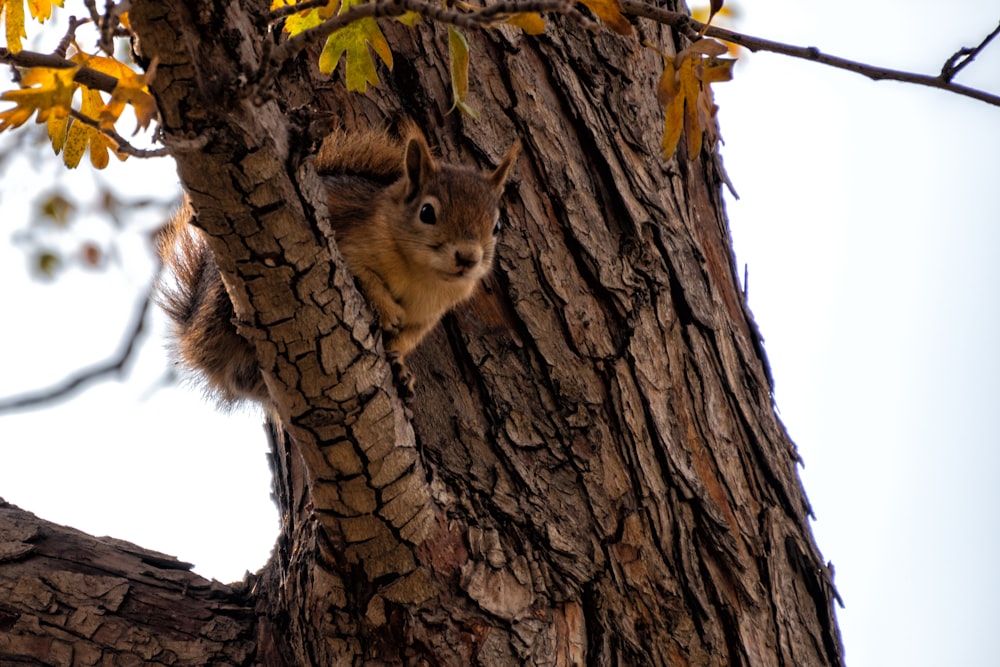 a squirrel in a tree