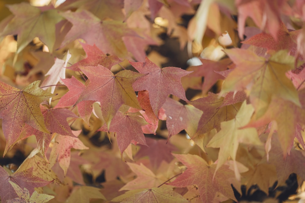 a pile of colorful leaves