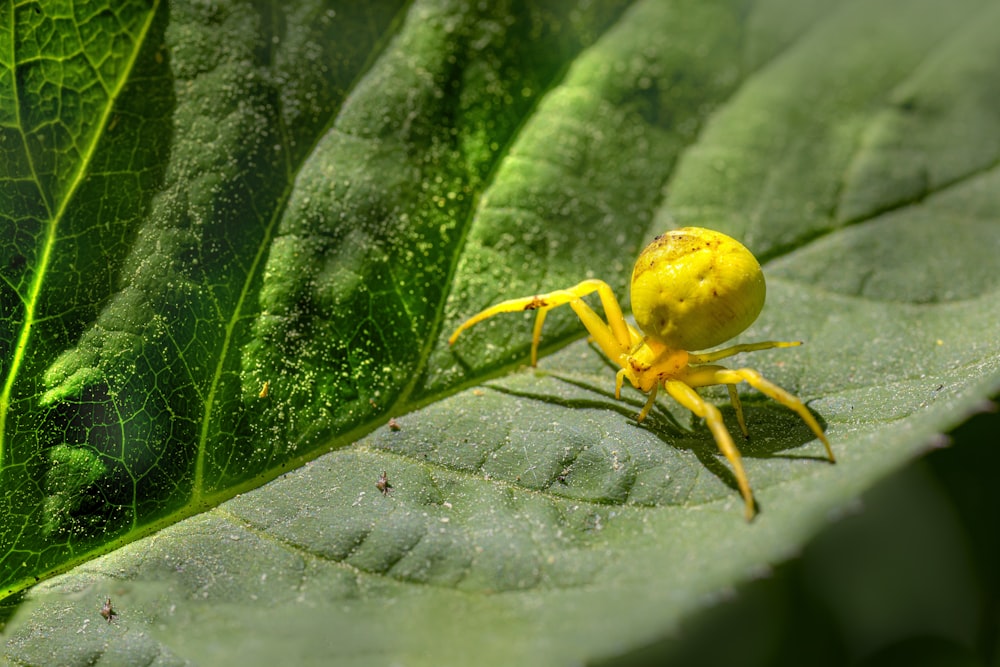 Une araignée jaune sur une feuille