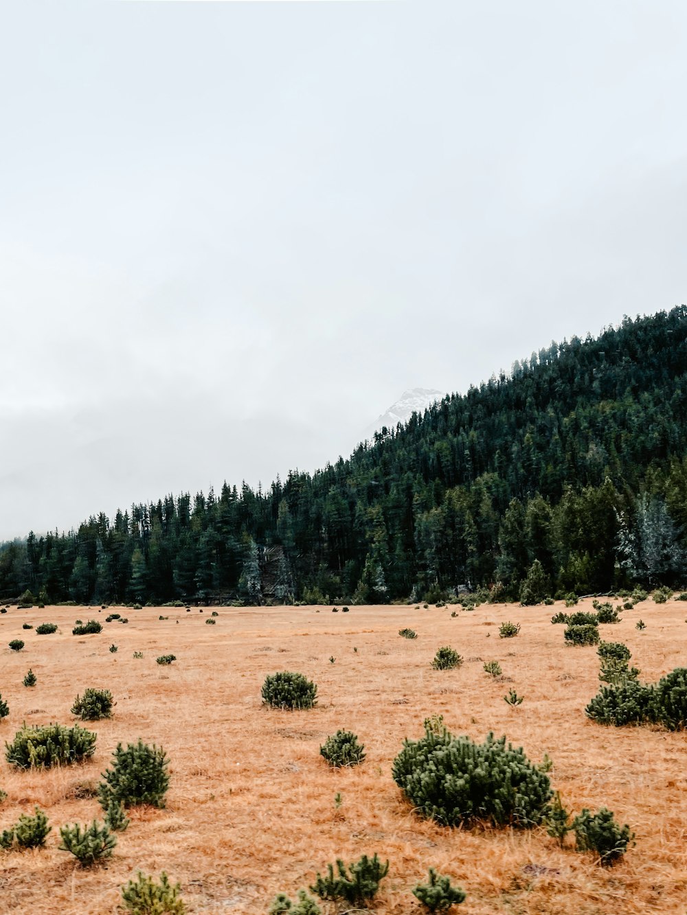 a large field with trees in it