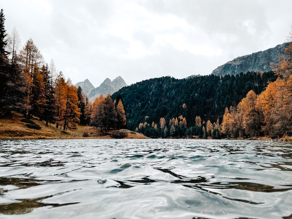 a river with trees on the banks