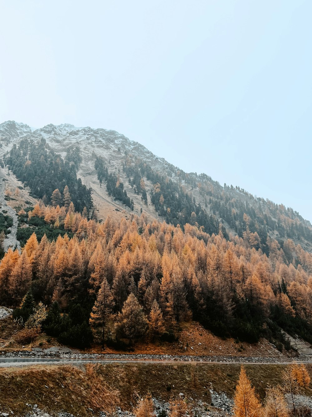 a landscape with trees and mountains