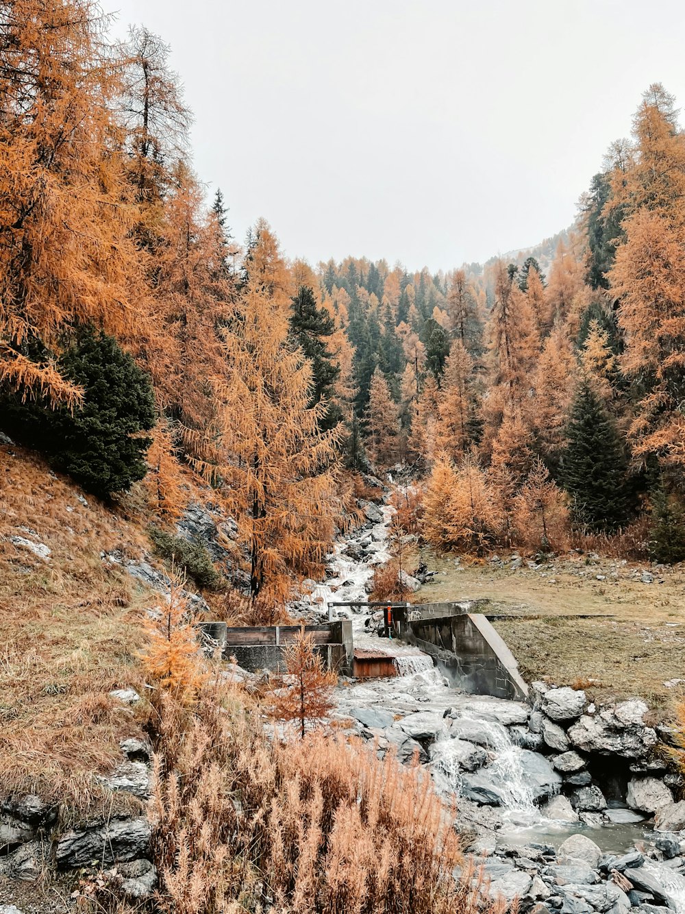 a river running through a forest