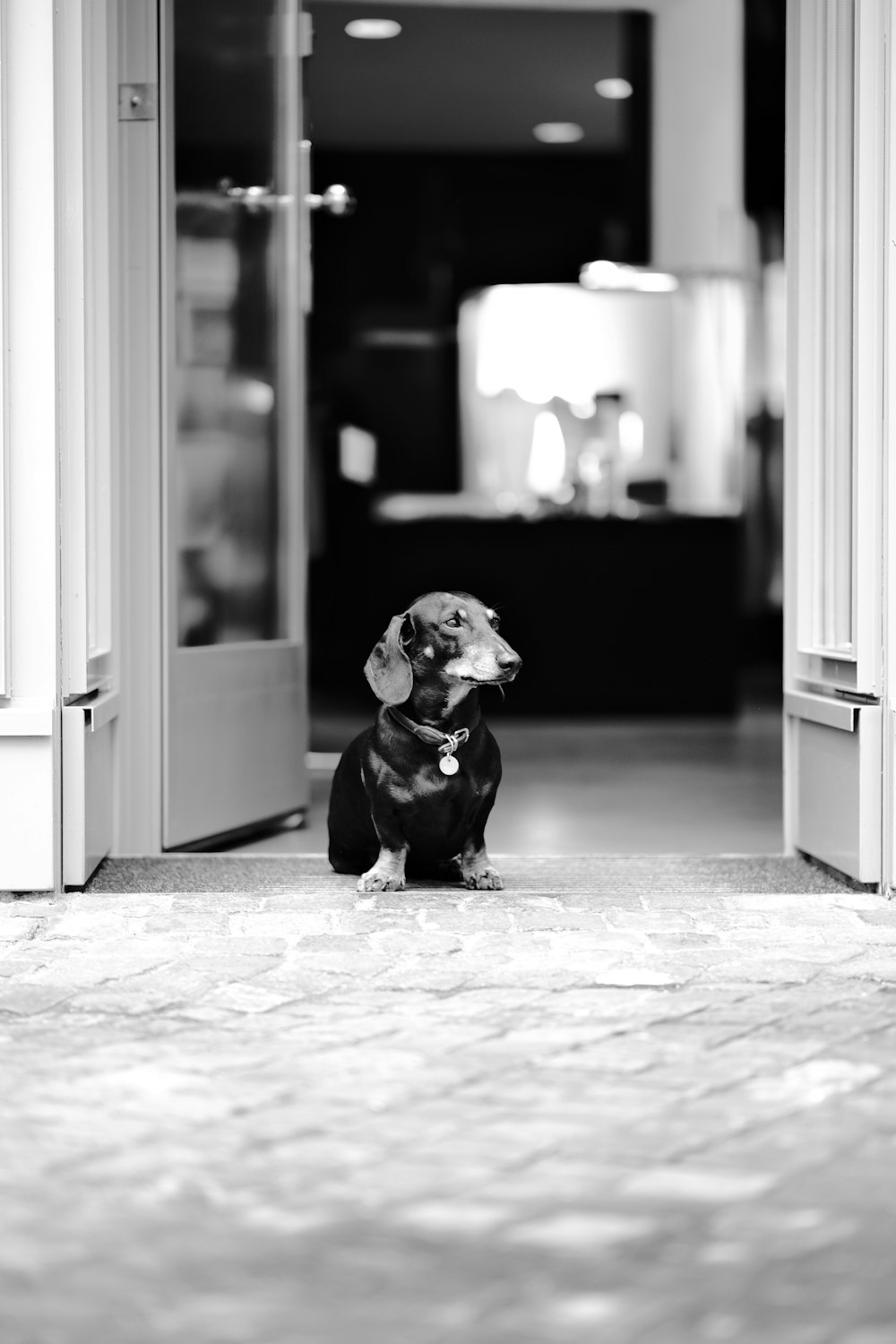 a dog sitting in a doorway