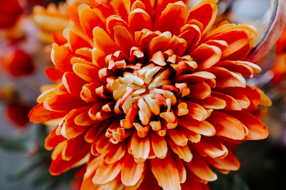 a close up of a flower