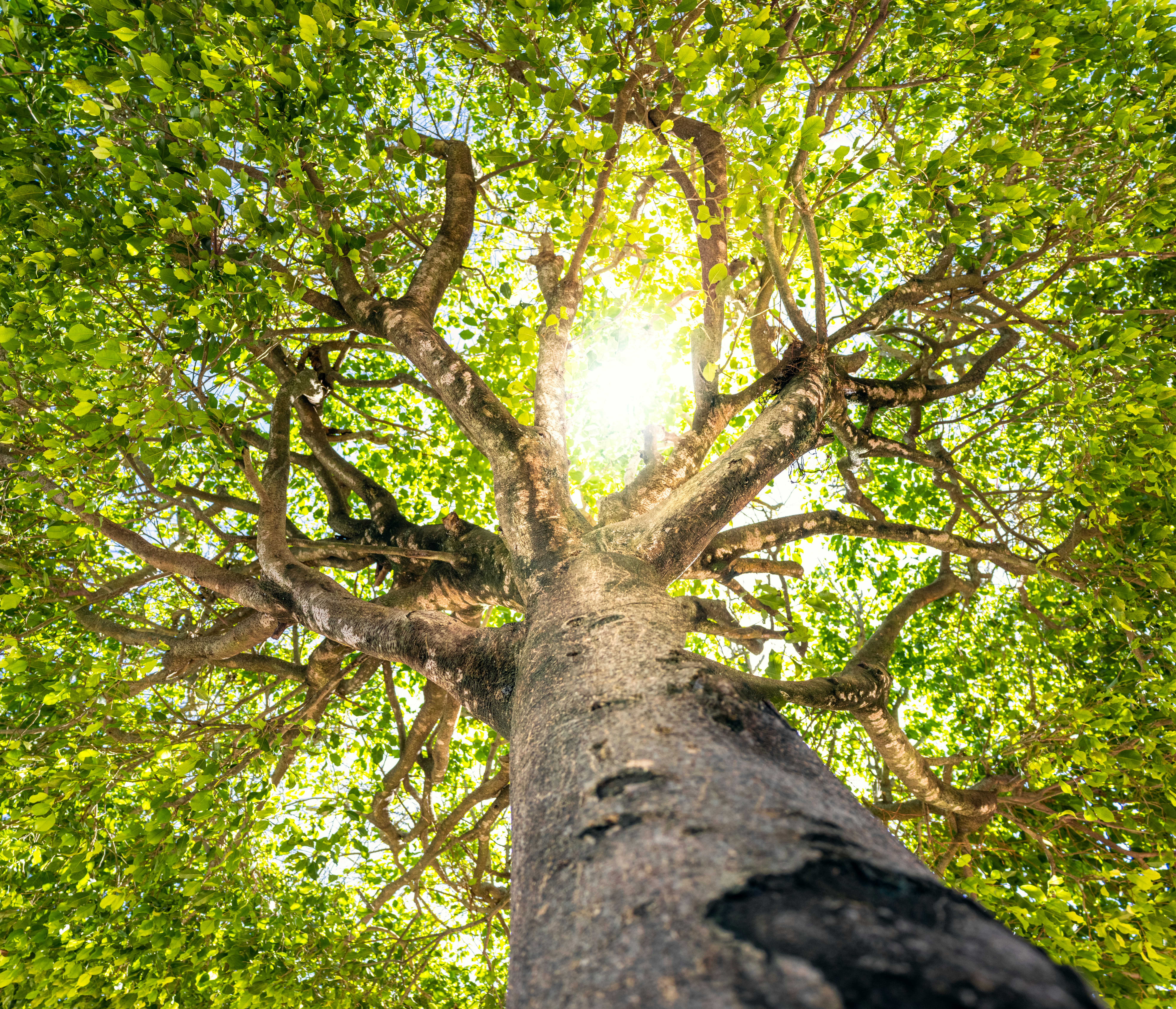 Foto zum Thema Ein baum mit vielen ästen Kostenloses Bild zu Baum auf