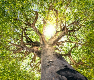a tree with many branches