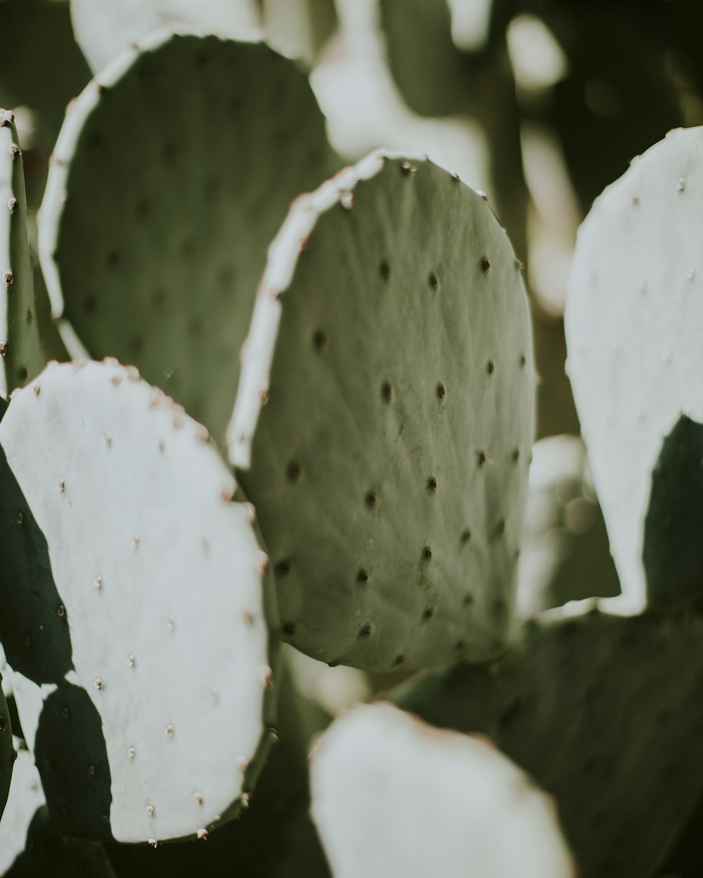 a close up of a leaf