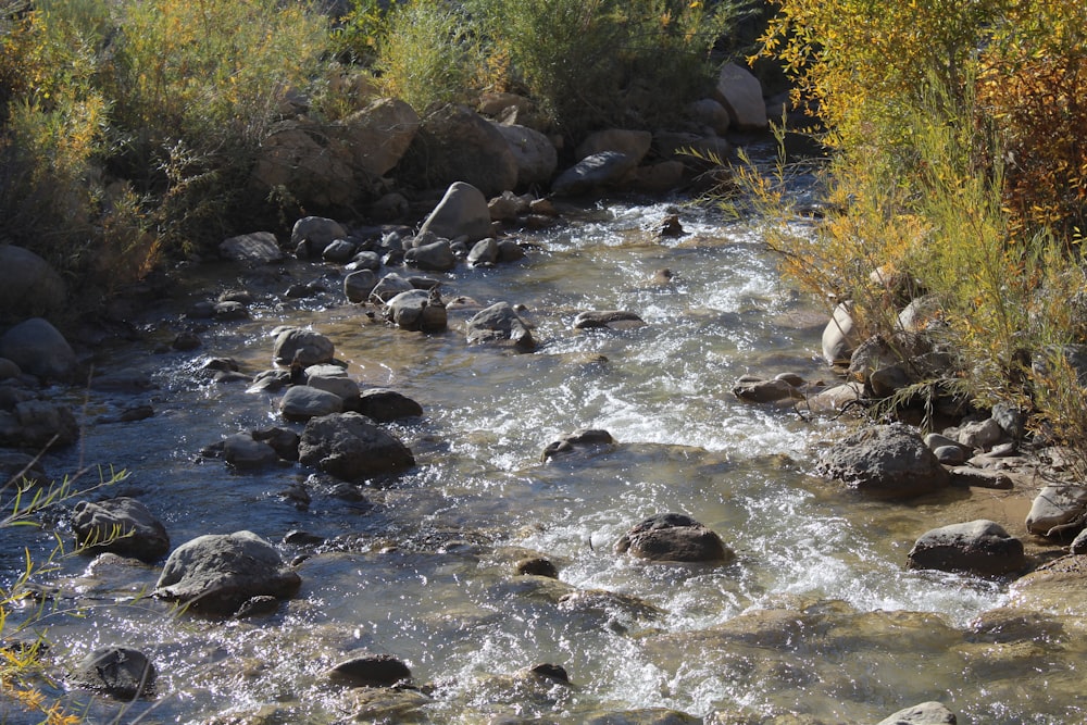 a river with rocks and trees