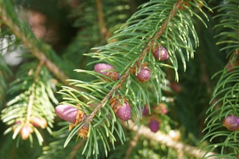 Close-up view of an evergreen tree branch with vibrant green needles and small, purple pine cones. The branch is richly textured, showcasing a natural and lush appearance against a softly blurred background.