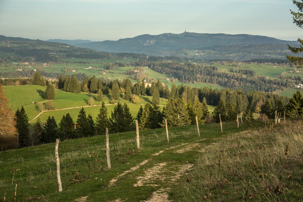 Un paysage avec des arbres et de l’herbe