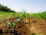 Lush green plants and seedlings are growing in a field with rich, brown soil. The landscape is vibrant with healthy vegetation under a clear blue sky. There are rows of leaves and the earth looks freshly tilled.