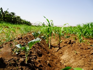 A vibrant image of lush green fields showcasing healthy crops nourished by vermicompost.