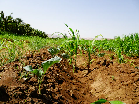 Researchers collecting soil samples from a vibrant green field with biofertiliser application.