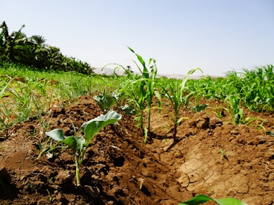 Lush green plants and seedlings are growing in a field with rich, brown soil. The landscape is vibrant with healthy vegetation under a clear blue sky. There are rows of leaves and the earth looks freshly tilled.