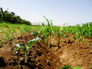 Vibrant green crops growing strong in arid soil treated with biovia, under a clear blue sky.