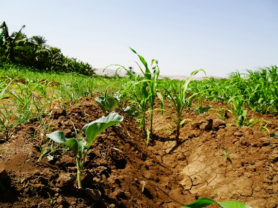 Lush green plants and seedlings are growing in a field with rich, brown soil. The landscape is vibrant with healthy vegetation under a clear blue sky. There are rows of leaves and the earth looks freshly tilled.