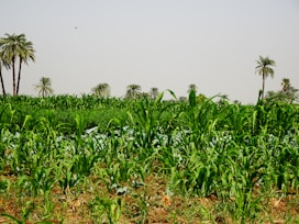 a field of plants with trees in the background