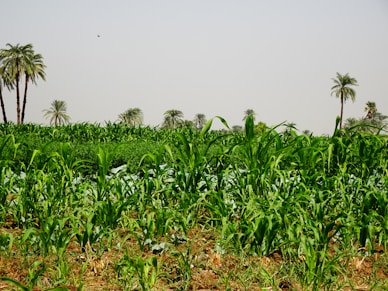 a field of plants with trees in the background