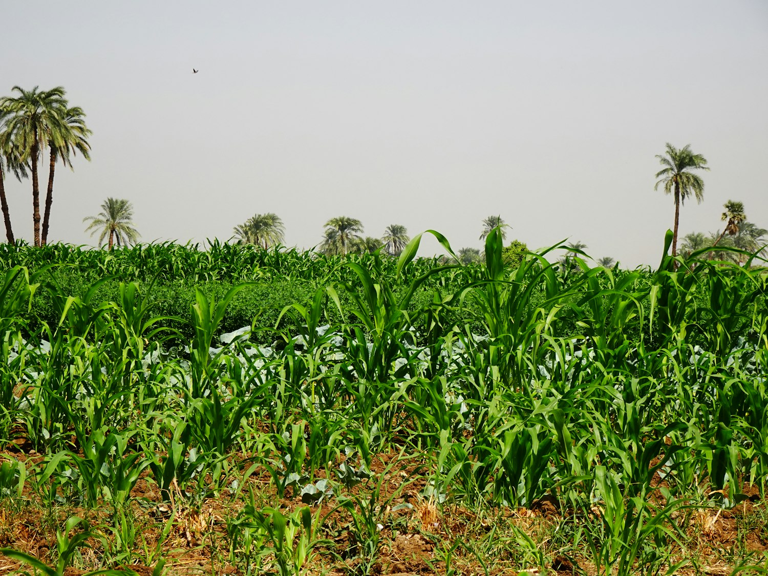 Agriculture