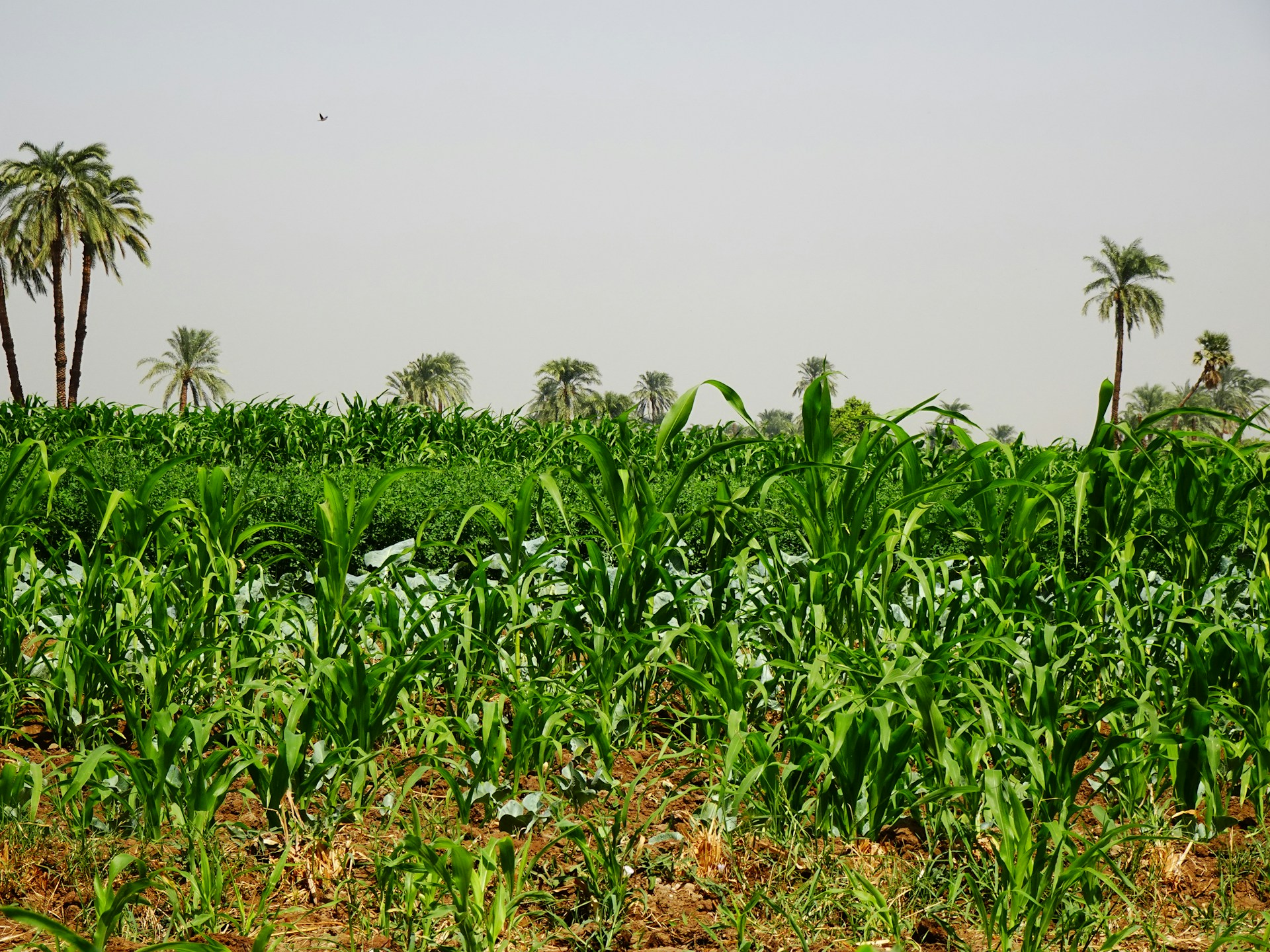 a field of plants with trees in the background
