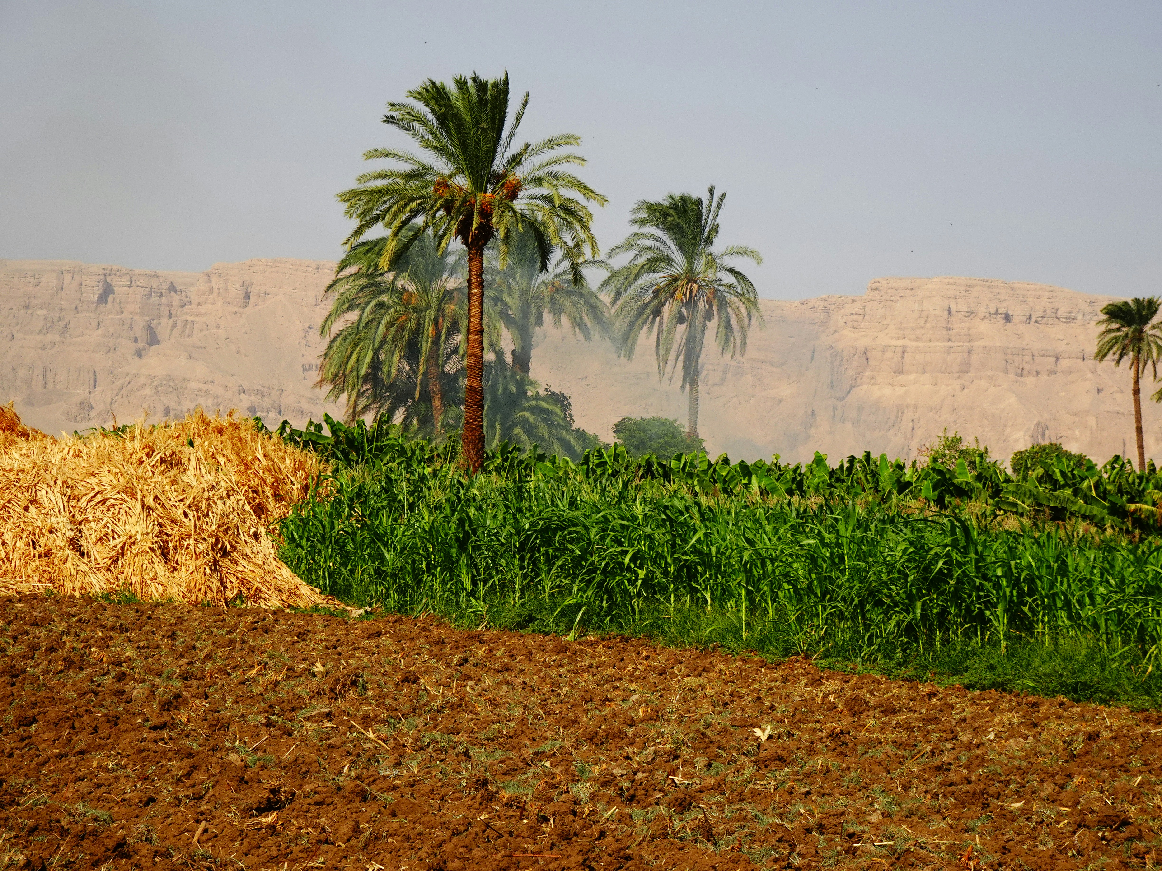 a field of plants with trees in the background