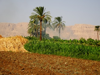 a field of plants with trees in the background