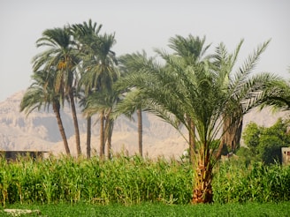 a group of palm trees