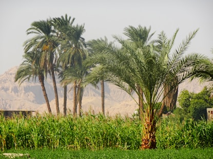 a group of palm trees