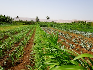 a field of plants