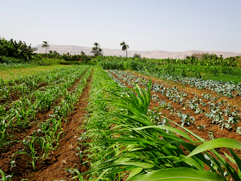 a field of plants