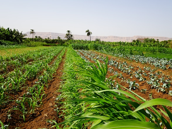 a field of plants