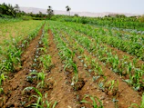 a field of plants