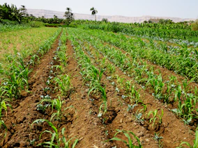 a field of plants