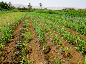 a field of plants