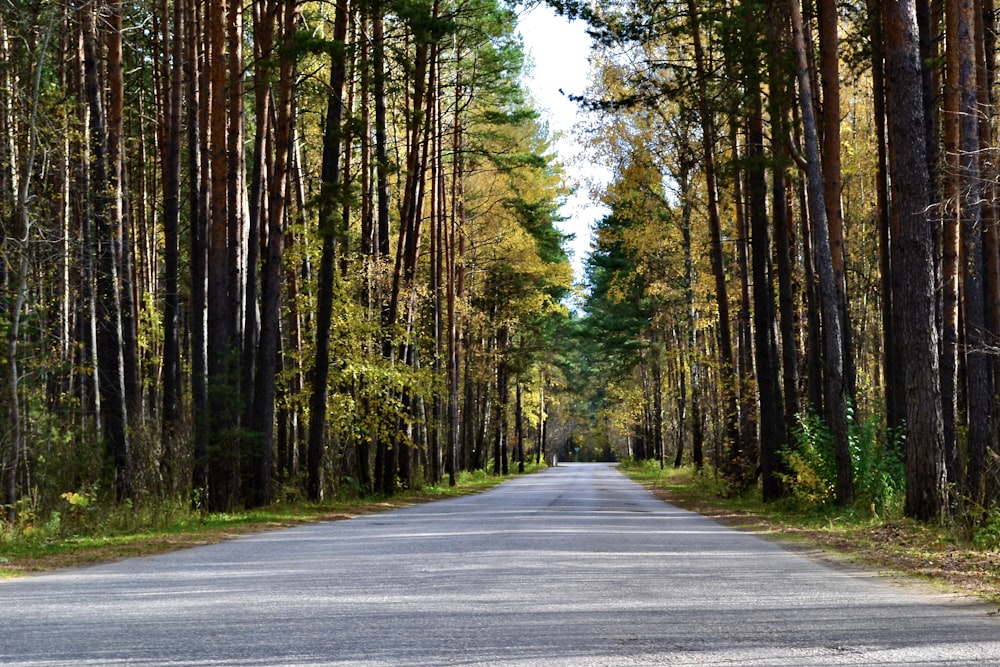 a road in the woods