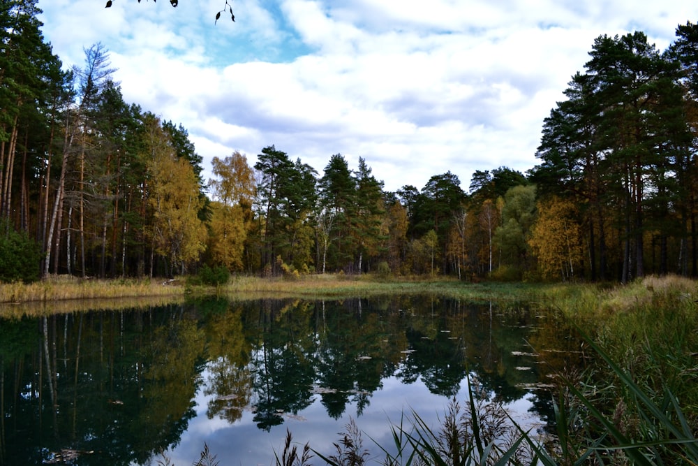 a body of water with trees around it