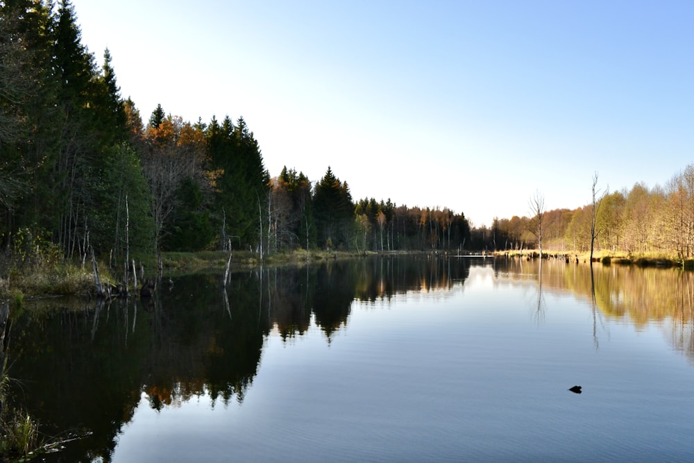 a lake surrounded by trees