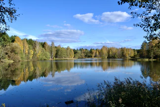 Calm Muskoka lake surrounded by dense pine forest under a clear sky.