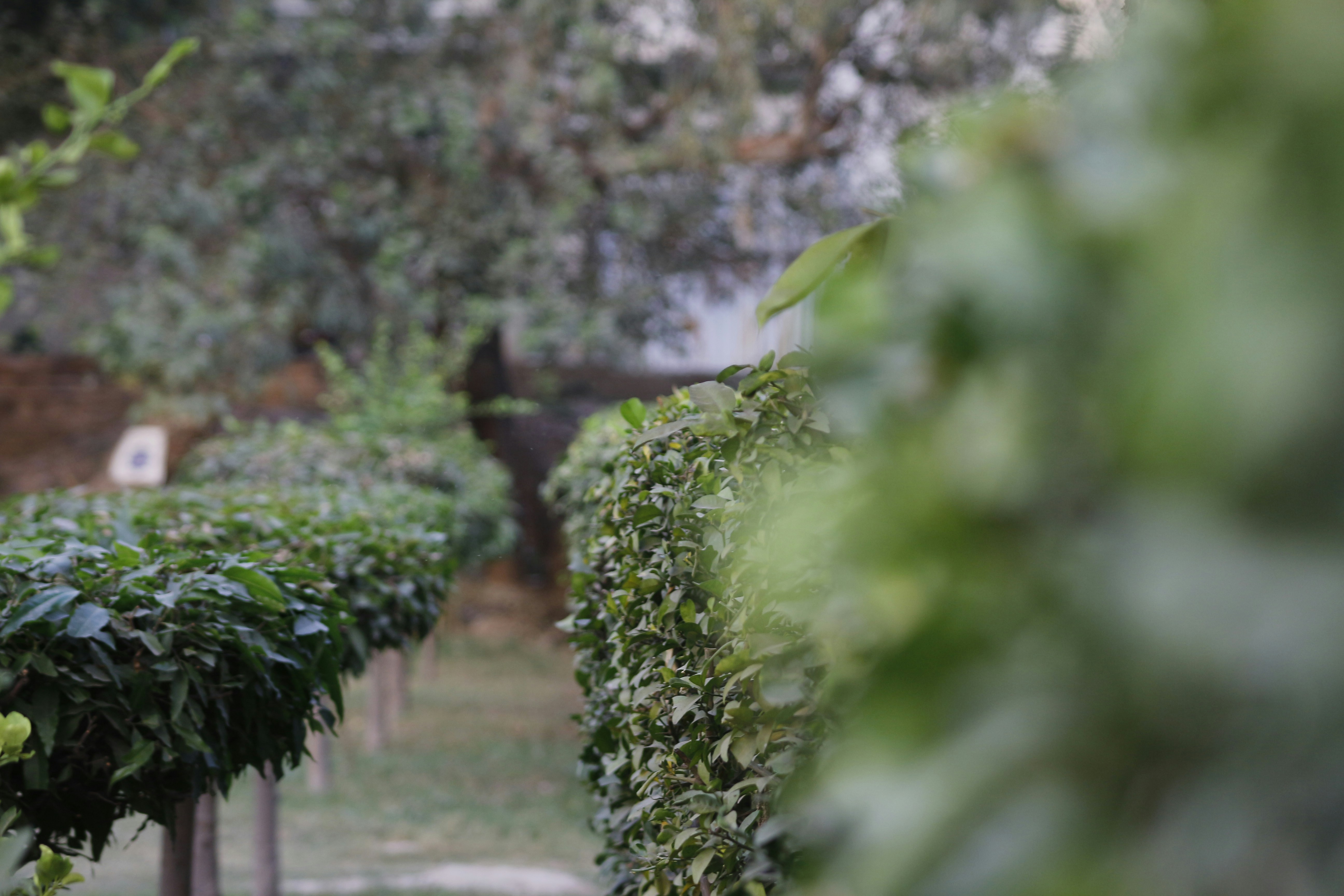 Neatly trimmed green hedge row along sunny residential property fence