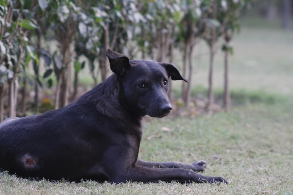 a black dog lying on the ground