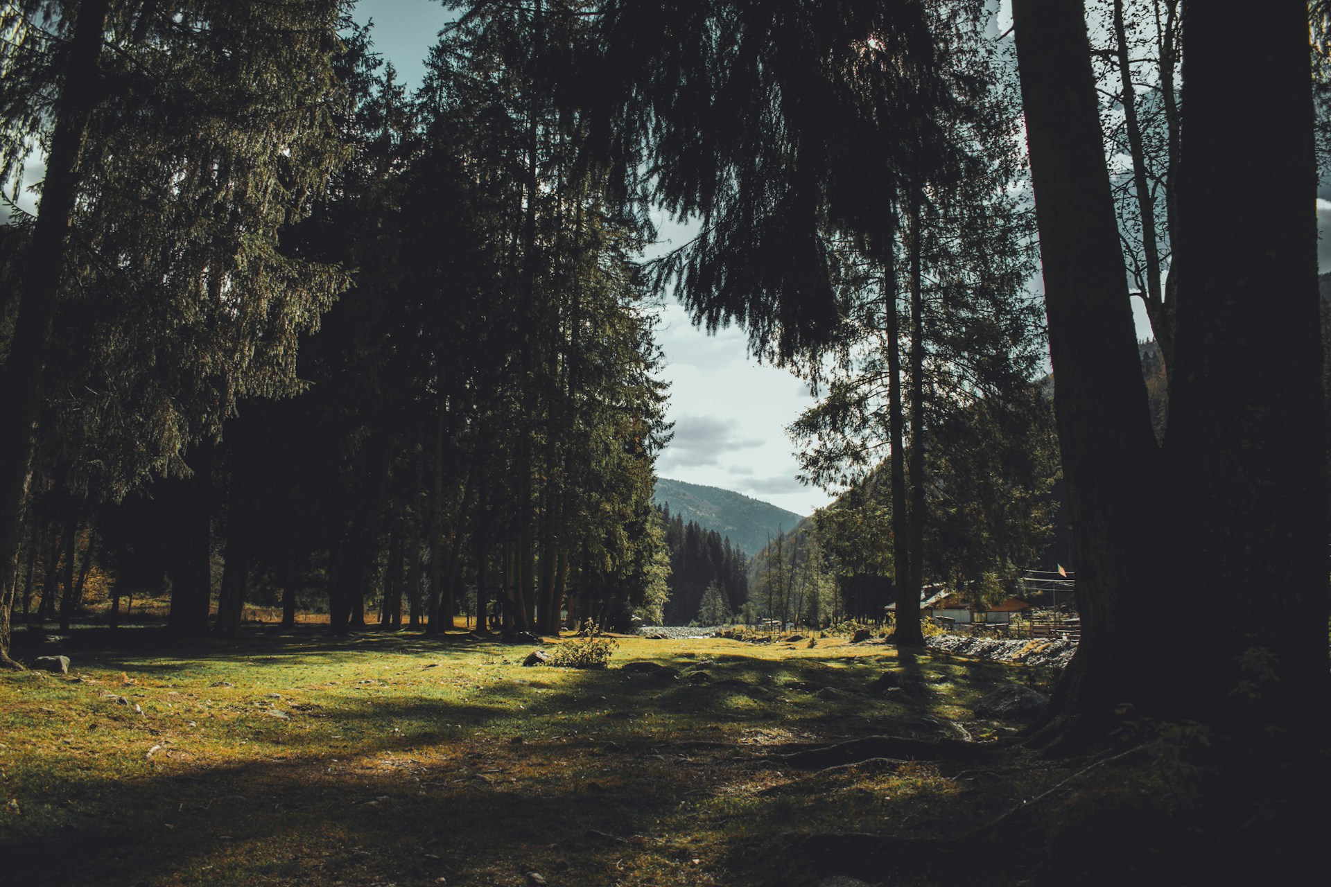 a grassy area with trees around it