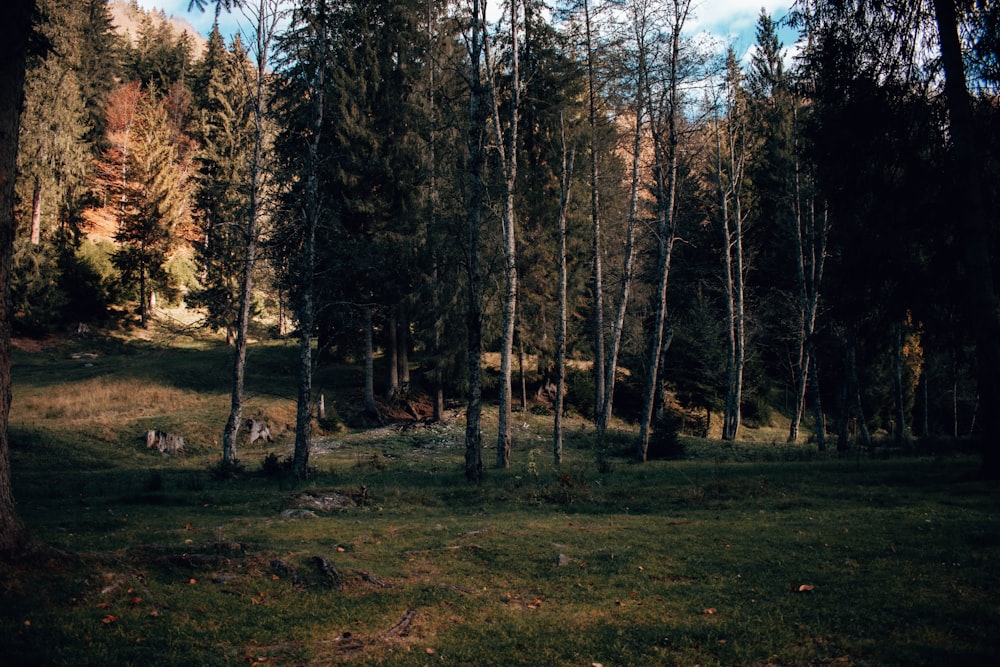 a grassy area with trees in the back