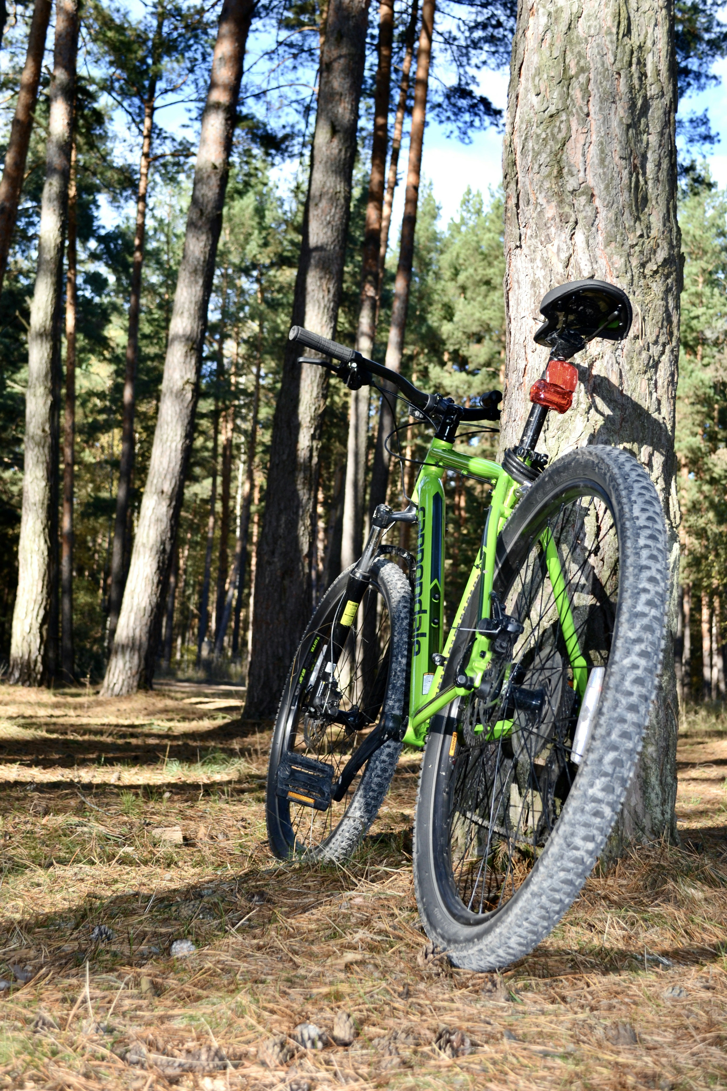 a bicycle leaning against a tree
