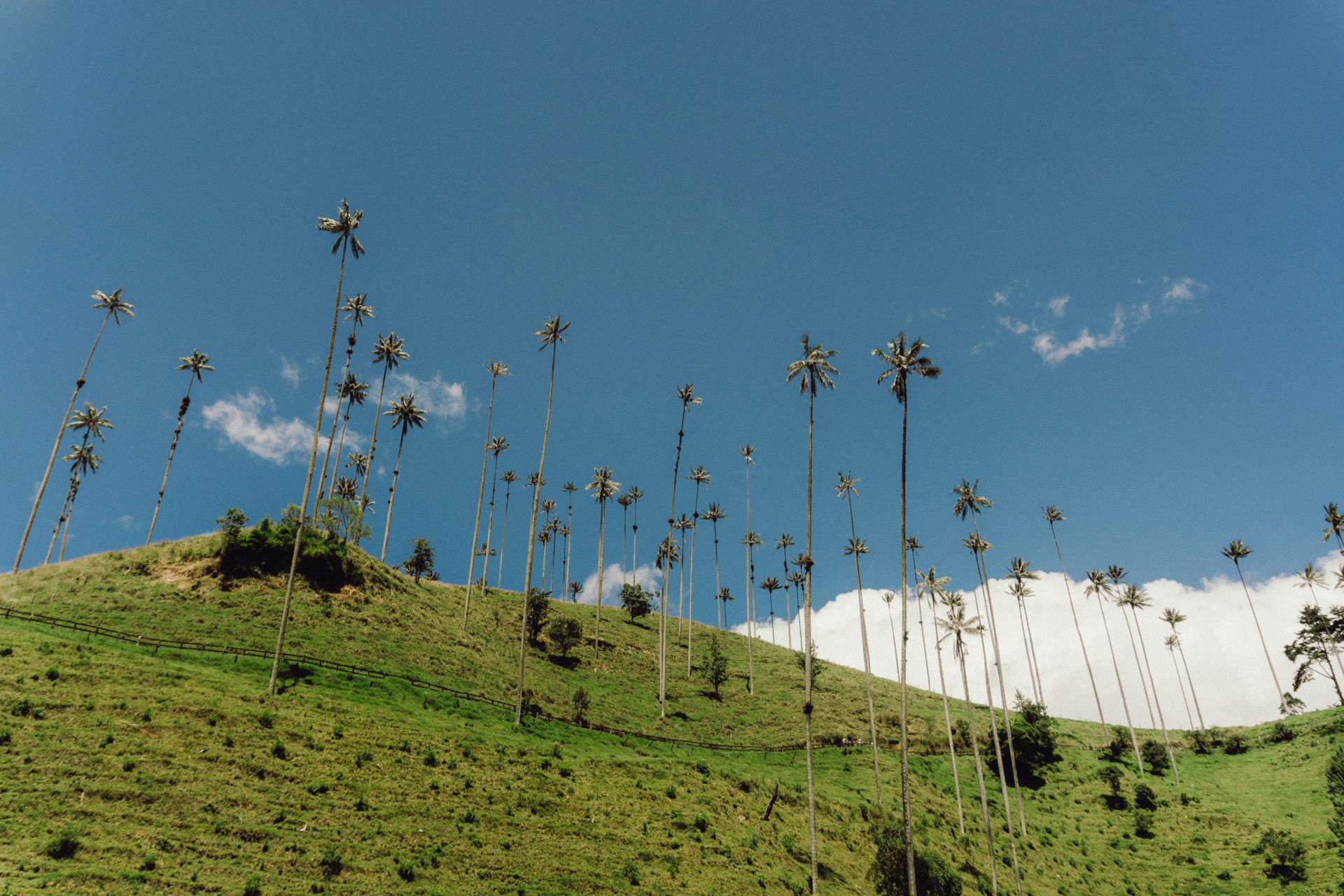 a grassy hill with trees on it