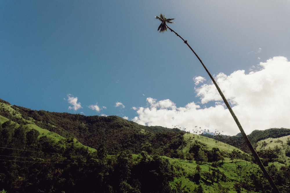 a tall tree on a hill