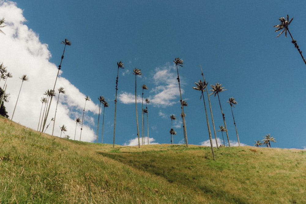 a grassy hill with tall grass and trees on it