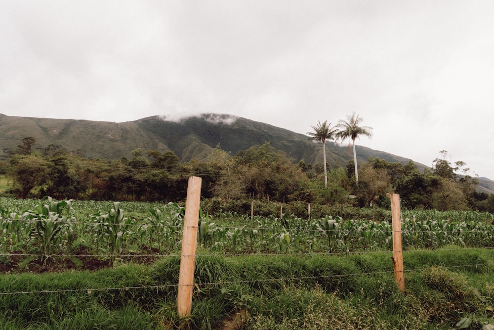 a field of plants with trees in the background