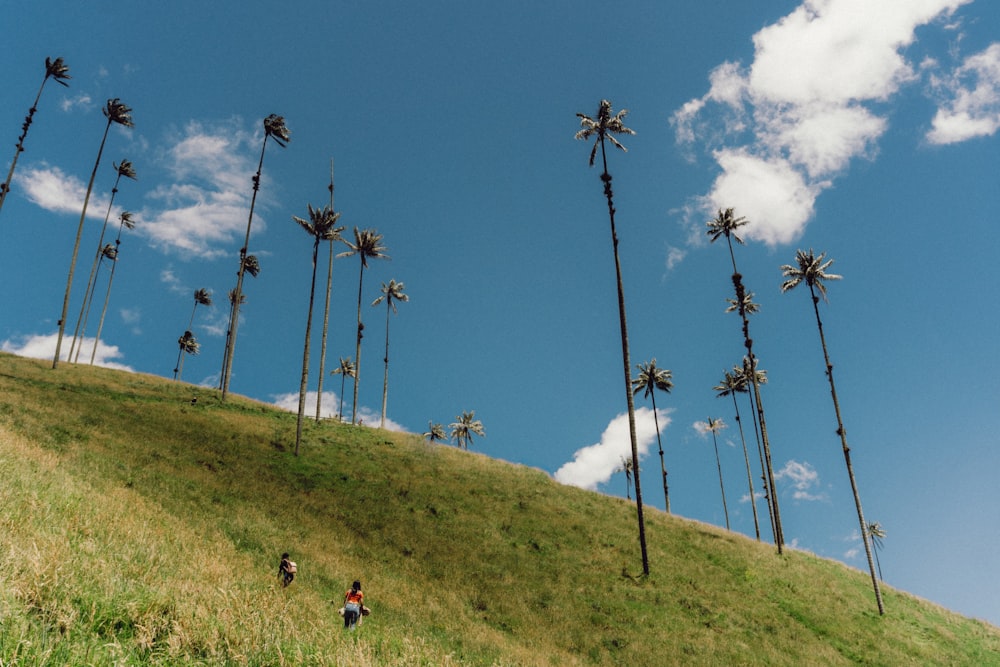 a group of people walking on a grassy hill with tall trees